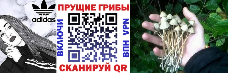 Галлюциногенные грибы Cubensis  MEGA   Дзержинск  цены  